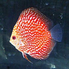 ポルカドットラフレシアディスカス⑥　２０２５年１２月２３日入荷