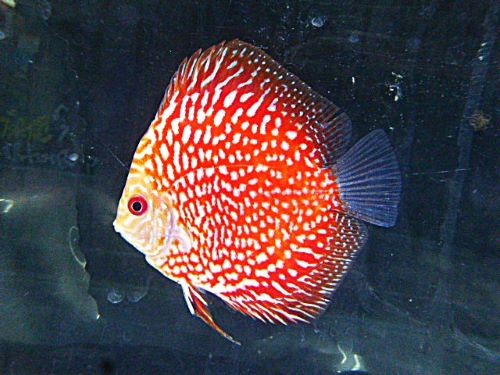 ポルカドットラフレシアディスカス⑥　２０２５年１２月２３日入荷