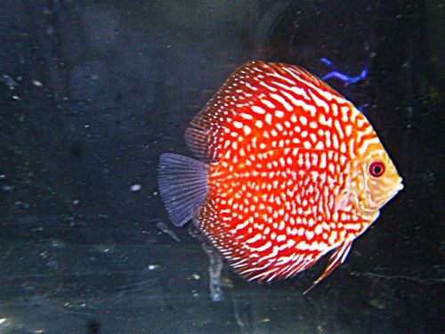 ポルカドットラフレシア・ディスカス