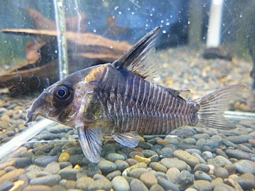 コリドラス　レセックス