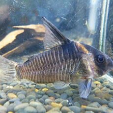 コリドラス　レセックス　２０２６年１月１３日入荷