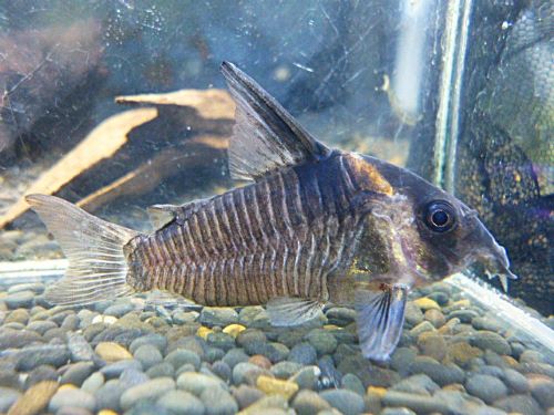 コリドラス　レセックス　２０２６年１月１３日入荷