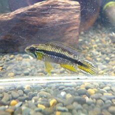 アピスト　アガシジ　クリペア　ペア②　２０２６年１月１６日入荷