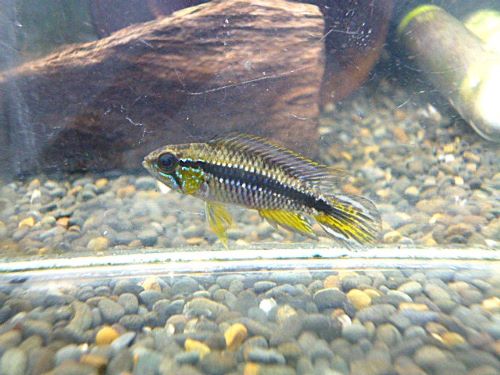 アピスト　アガシジ　クリペア　ペア②　２０２６年１月１６日入荷