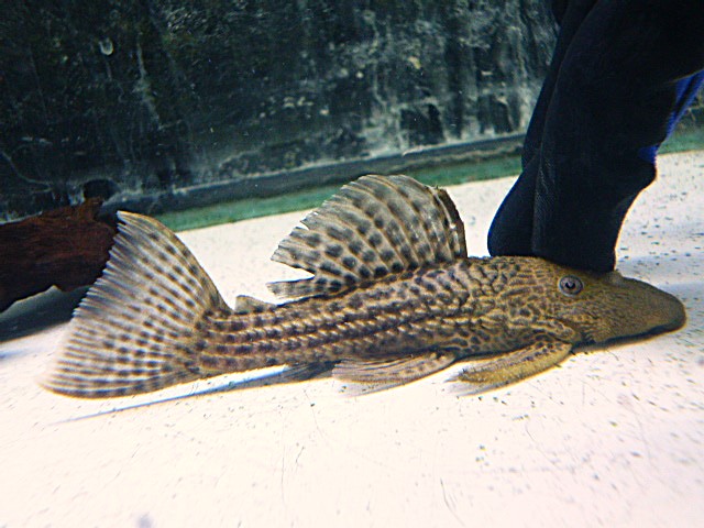 ドラゴンハイフィンレオパードトリムプレコ