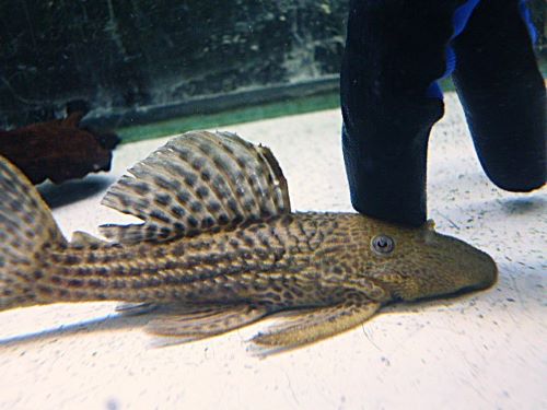 ドラゴンハイフィンレオパードトリムプレコ