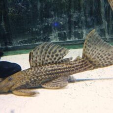 ドラゴンハイフィンレオパードトリムプレコ　背ビレ欠け有り