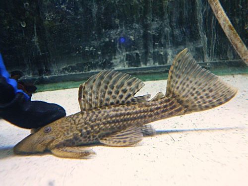 ドラゴンハイフィンレオパードトリムプレコ　背ビレ欠け有り