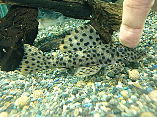 ホワイトトリムプレコ