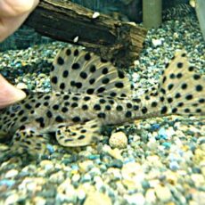 ホワイトトリムプレコ約１１ｃｍ　　２０２６年１月１７日入荷