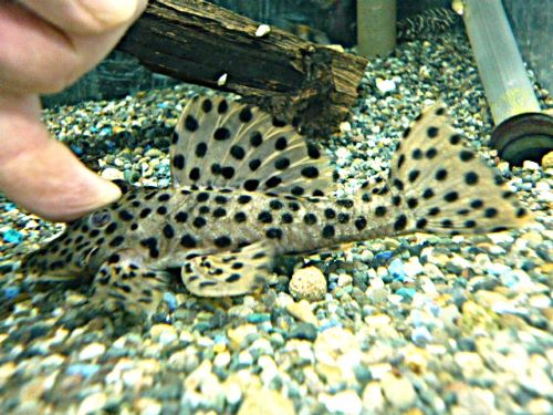 ホワイトトリムプレコ約１１ｃｍ　　２０２６年１月１７日入荷