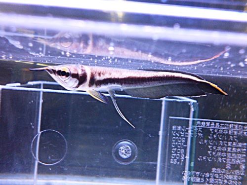 ブラックアロワナ