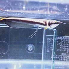 ブラックアロワナ②　２０２６年１月１７日入荷