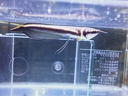 ブラックアロワナ②　２０２６年１月１７日入荷