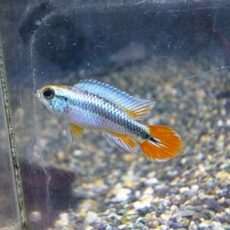 アピスト　アガシジ　ブルーフレーム　ペア　２０２６年１月２１日入荷