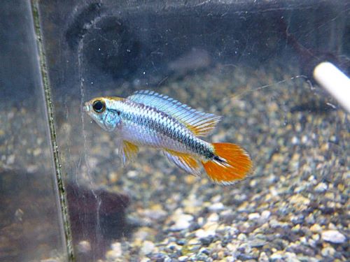 アピスト アガシジ ブルーフレーム ペア 2026年1月21日入荷 アガシジ