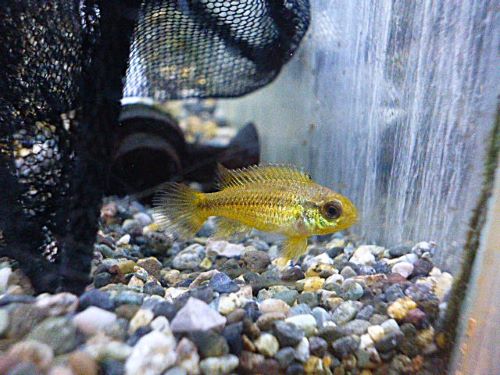 アピスト アガシジ ブルーフレーム ペア 2026年1月21日入荷 アガシジ