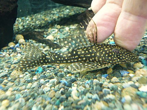 ホワイトナイトアンジェリカスプレコ