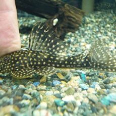 ホワイトナイトアンジェリカスプレコ　２０２６年１月１１日入荷