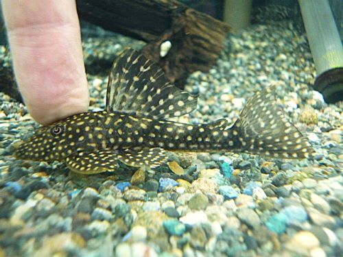 ホワイトナイトアンジェリカスプレコ　２０２６年１月１１日入荷