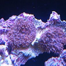 ヘアリーディスク　パープル　２０２６年１月２２日撮影