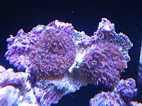 ヘアリーディスク　パープル　２０２６年１月２２日撮影