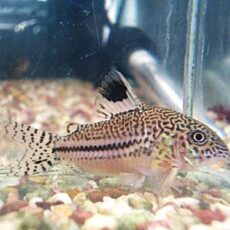 コリドラス　ロンドニアジュリー　２０２６年１月１６日入荷