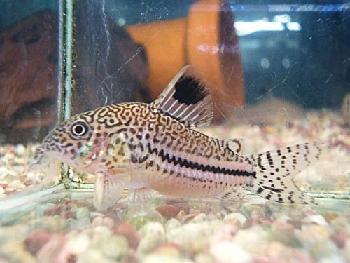 コリドラス　ロンドニアジュリー