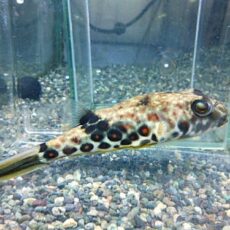 テトラオドン　パストゥレイタス②　２０２６年１月８日入荷