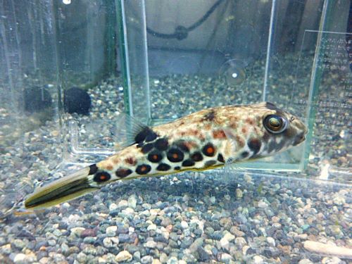 テトラオドン　パストゥレイタス②　２０２６年１月８日入荷