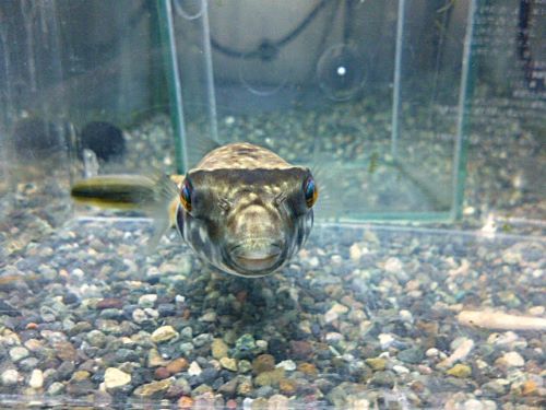 テトラオドン　パストゥレイタス