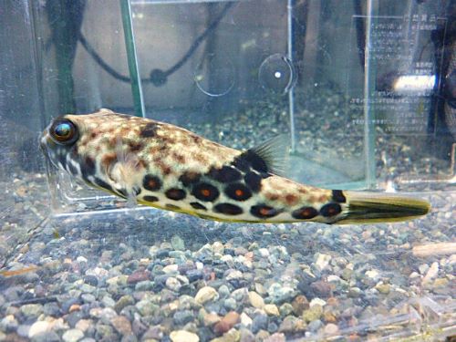 テトラオドン　パストゥレイタス