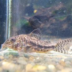 コリドラスＳｐ．ノルディスティーニョ　２０２５年７月１１日入荷