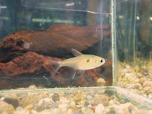 キャンディーテトラ