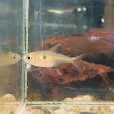 キャンディーテトラ　２匹セット　２０２６年１月１６日入荷