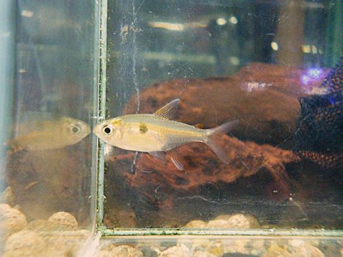 キャンディーテトラ　２匹セット　２０２６年１月１６日入荷