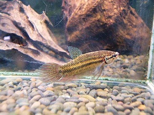 ベタ・スマラグディナ