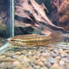 ＷＩＬＤベタ　スマラグディナ　ラオス　ペア　２０２６年１月１５日入荷