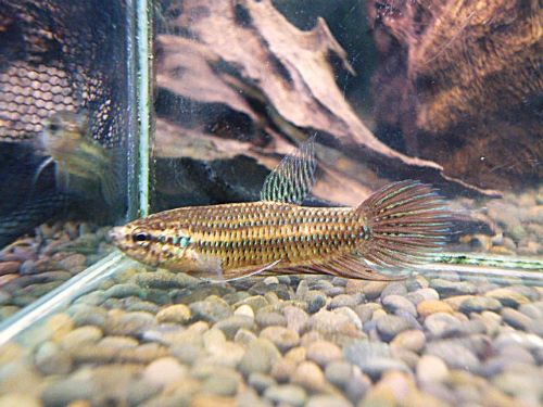 ＷＩＬＤベタ　スマラグディナ　ラオス　ペア　２０２６年１月１５日入荷