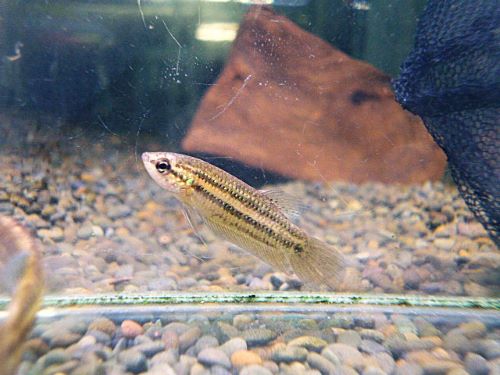 ベタ・スマラグディナ