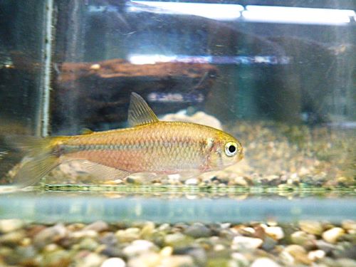 ローズフィンチテトラ