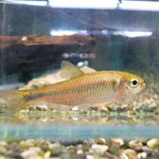 ローズフィンチテトラ　２０２５年１２月５日入荷