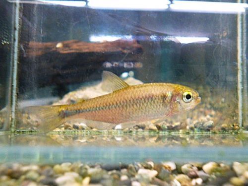 ローズフィンチテトラ　２０２５年１２月５日入荷