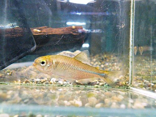 ローズフィンチテトラ