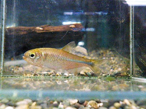 ローズフィンチテトラ