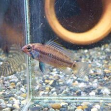 アピスト　ユルエンシスＮＡＵＴＡ　ペア　２０２６年１月２３日入荷