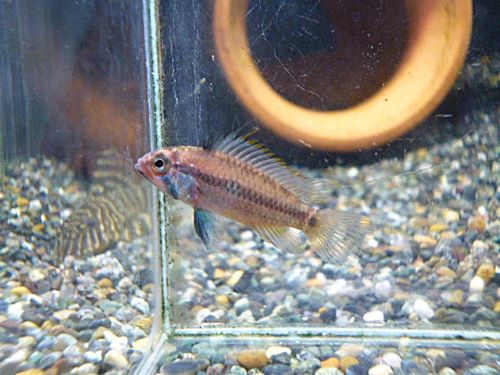 アピスト　ユルエンシスＮＡＵＴＡ　ペア　２０２６年１月２３日入荷