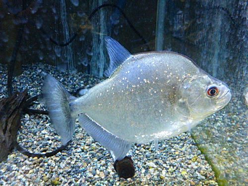 ラインノーズピラニア