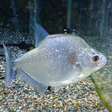 ラインノーズピラニア約１６ｃｍ　　２０２５年１０月１６日入荷