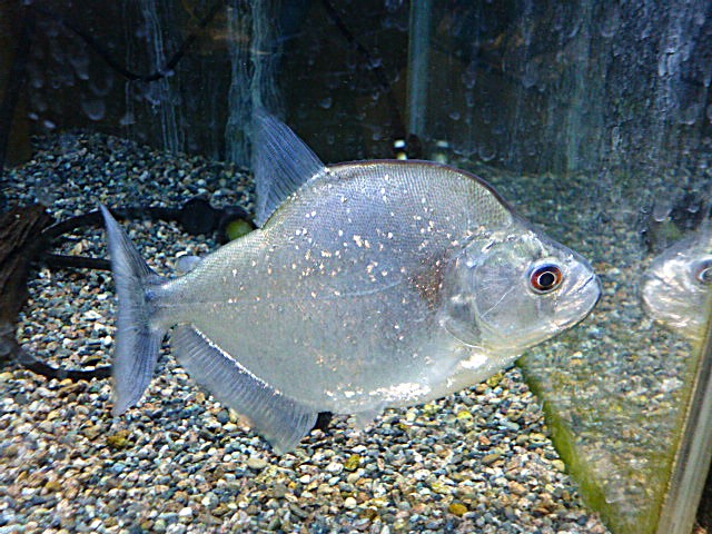 ラインノーズピラニア約１６ｃｍ　　２０２５年１０月１６日入荷